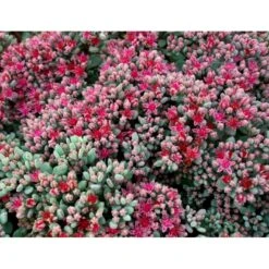 Japansk Stenurt Sedum Cauticola 10 Cm. Potte -Montoz Butik mi2369 sedum cauticola 1308