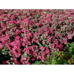 Japansk Stenurt Sedum Cauticola 10 Cm. Potte -Montoz Butik mi2369 sedum cauticola 779f