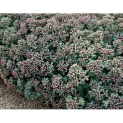 Japansk Stenurt Sedum Cauticola 10 Cm. Potte -Montoz Butik mi2369 sedum cauticola afbb