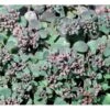 Japansk Stenurt Sedum Cauticola 10 Cm. Potte -Montoz Butik mi2369 sedum cauticola b71b