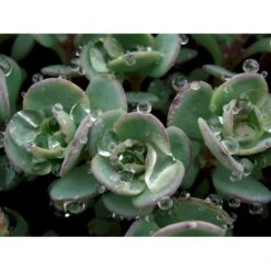 Japansk Stenurt Sedum Cauticola 10 Cm. Potte -Montoz Butik mi2369 sedum cauticola caa6