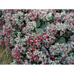 Japansk Stenurt 'Lidakense' Sedum Cauticola 'Lidakense' 10 Cm. Potte -Montoz Butik mi2370 sedum cauticola lidakense 2 liter 1f47