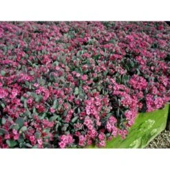 Japansk Stenurt 'Lidakense' Sedum Cauticola 'Lidakense' 10 Cm. Potte -Montoz Butik mi2370 sedum cauticola lidakense 2 liter 5743