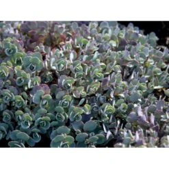 Japansk Stenurt 'Lidakense' Sedum Cauticola 'Lidakense' 10 Cm. Potte -Montoz Butik mi2370 sedum cauticola lidakense 2 liter b6c6