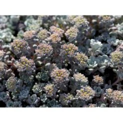 Pudret Stenurt 'Cape Bianco' Sedum Spathulifolium 'Cape Blanco' 10 Cm. Potte -Montoz Butik mi2377 sedum spathulifolium cape blanco 0626