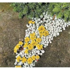 Pudret Stenurt 'Cape Bianco' Sedum Spathulifolium 'Cape Blanco' 10 Cm. Potte -Montoz Butik mi2377 sedum spathulifolium cape blanco bf6a