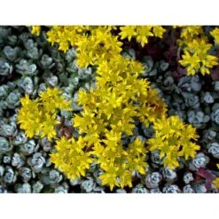 Pudret Stenurt 'Cape Bianco' Sedum Spathulifolium 'Cape Blanco' 10 Cm. Potte -Montoz Butik mi2377 sedum spathulifolium cape blanco fc0c