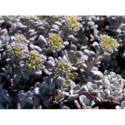 Pudret Stenurt 'Purpureum' Sedum Spathulifolium 'Purpureum' 10 Cm. Potte -Montoz Butik mi2378 sedum spathulifolium purpureum 21a8