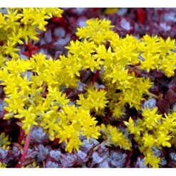 Pudret Stenurt 'Purpureum' Sedum Spathulifolium 'Purpureum' 10 Cm. Potte -Montoz Butik mi2378 sedum spathulifolium purpureum a0f2