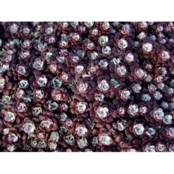 Pudret Stenurt 'Purpureum' Sedum Spathulifolium 'Purpureum' 10 Cm. Potte -Montoz Butik mi2378 sedum spathulifolium purpureum ea32