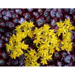 Pudret Stenurt 'Purpureum' Sedum Spathulifolium 'Purpureum' 10 Cm. Potte -Montoz Butik mi2378 sedum spathulifolium purpureum fa8b