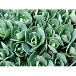 Kinesisk Sankthansurt 'Brillant' Sedum Spectabile 'Brillant' 1 Liter Potte -Montoz Butik mi2379 sedum spectabile brillant 38f0