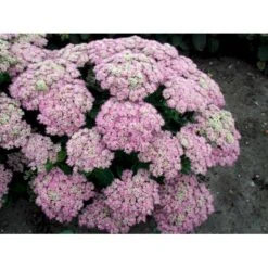 Kinesisk Sankthansurt 'Brillant' Sedum Spectabile 'Brillant' 1 Liter Potte -Montoz Butik mi2379 sedum spectabile brillant 89e4