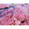Kinesisk Sankthansurt 'Brillant' Sedum Spectabile 'Brillant' 1 Liter Potte -Montoz Butik mi2379 sedum spectabile brillant b106