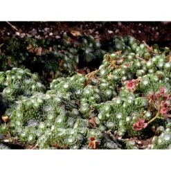 Spindelvævs Husløg Sempervivum Arachnoideum 10 Cm. Potte -Montoz Butik mi2382 sempervivum arachnoideum e086