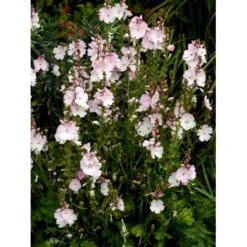 Silkekatost 'Elsie Heugh' Sidalcea Hybrid 'Elsie Heugh' 1 Liter Potte -Montoz Butik mi2386 sidalcea hybrid elsie heugh 0a5a