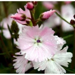 Silkekatost 'Elsie Heugh' Sidalcea Hybrid 'Elsie Heugh' 1 Liter Potte -Montoz Butik mi2386 sidalcea hybrid elsie heugh 9a37