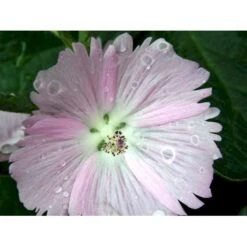 Silkekatost 'Elsie Heugh' Sidalcea Hybrid 'Elsie Heugh' 1 Liter Potte -Montoz Butik mi2386 sidalcea hybrid elsie heugh b092