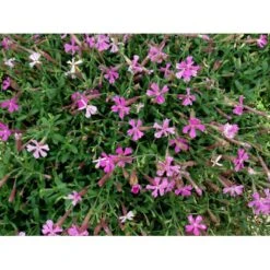 Høst-Limurt Silene Schafta 'Splendens' 1 Liter Potte -Montoz Butik mi2389 silene schafta splendens 03c9