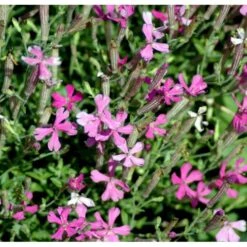 Høst-Limurt Silene Schafta 'Splendens' 1 Liter Potte -Montoz Butik mi2389 silene schafta splendens 0e3f