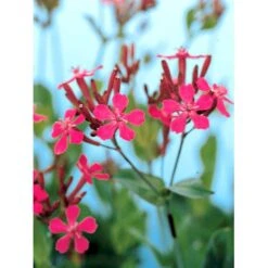 Høst-Limurt Silene Schafta 'Splendens' 1 Liter Potte -Montoz Butik mi2389 silene schafta splendens 172b