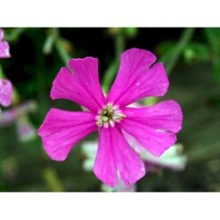 Høst-Limurt Silene Schafta 'Splendens' 1 Liter Potte -Montoz Butik mi2389 silene schafta splendens 4461