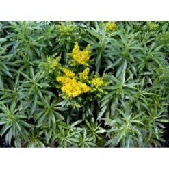 Dværg Gyldenris 'Golden Dwarf' Solidago Hybrid 'Golden Dwarf' 1 Liter Potte -Montoz Butik mi2405 solidago golden dwarf 5a8a