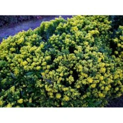 Dværg Gyldenris 'Golden Dwarf' Solidago Hybrid 'Golden Dwarf' 1 Liter Potte -Montoz Butik mi2405 solidago golden dwarf bf0b