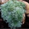 Krybende Sølvbynke Artemisia Schmidtiana 'Nana' 1 Liter Potte -Montoz Butik mi244 artemisia schmidtiana nana e8f4