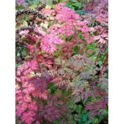 Koreansk Fjerbusk Aruncus Aethusifolius Bakke Med 12 Stk. -Montoz Butik mi249 aruncus aethusifolius 21fb