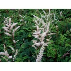 Koreansk Fjerbusk Aruncus Aethusifolius Bakke Med 12 Stk. -Montoz Butik mi249 aruncus aethusifolius a8af