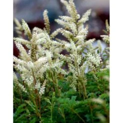 Koreansk Fjerbusk Aruncus Aethusifolius Bakke Med 12 Stk. -Montoz Butik mi249 aruncus aethusifolius e26f