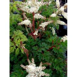 Koreansk Fjerbusk Aruncus Aethusifolius Bakke Med 12 Stk. -Montoz Butik mi249 aruncus aethusifolius e3b6