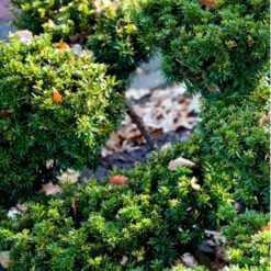 Japansk Taks 'Nana' Taxus Cuspidata 'Nana' Potte 5,0 Liter,- 30-40 Cm. -Montoz Butik mi2517 taxus cuspidata nana b3a4