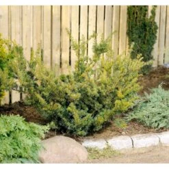 Taks 'Farmen' Taxus Media 'Farmen' Potte 3,0 Liter,- 25-30 Cm. -Montoz Butik mi2521 taxus media farmen 1685