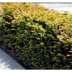 Almindelig Taks Taxus Baccata Potte 3,0 Liter,- 40-60 Cm. -Montoz Butik mi2523 taxus baccata 5d1f