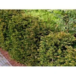 Almindelig Taks Taxus Baccata Potte 3,0 Liter,- 40-60 Cm. -Montoz Butik mi2539 taxus baccata kugle 28cd