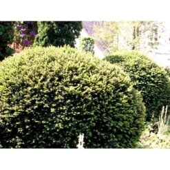 Almindelig Taks Taxus Baccata Potte 3,0 Liter,- 40-60 Cm. -Montoz Butik mi2539 taxus baccata kugle 6150