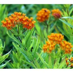 Orange-Silkeplante Asclepias Tuberosa 1 Liter Potte -Montoz Butik mi253 asclepias tuberosa 5a76