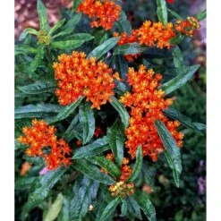 Orange-Silkeplante Asclepias Tuberosa 1 Liter Potte -Montoz Butik mi253 asclepias tuberosa 92be