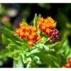Orange-Silkeplante Asclepias Tuberosa 1 Liter Potte -Montoz Butik mi253 asclepias tuberosa d456