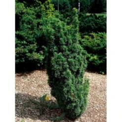 Almindelig Søjletaks 'Melfardii' Taxus Baccata 'Melfardii' Med Klump,- 60-80 Cm.