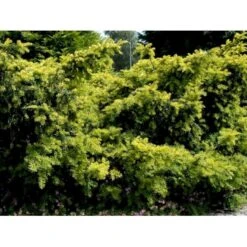 Almindelig Krybende Taks 'Summergold' Taxus Baccata 'Summergold' Potte 2,0 Liter,- 25-30 Cm. 11 Almindelig Krybende Taks 'Summergold' Taxus Baccata 'Summergold' Potte 2,0 Liter,- 25-30 Cm. -Montoz Butik mi2552 taxus baccata summergold b2bc