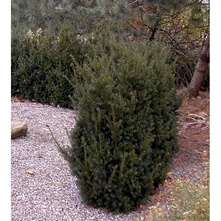 Taks 'Hillii' Taxus Media 'Hillii' Med Klump,- 40-50 Cm. 5 Taks 'Hillii' Taxus Media 'Hillii' Med Klump,- 40-50 Cm. - Billede 3