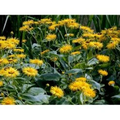 Stor Tusindstråle Telekia Speciosa 1 Liter Potte -Montoz Butik mi2555 telekia speciosa 04af