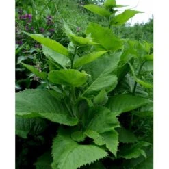 Stor Tusindstråle Telekia Speciosa 1 Liter Potte -Montoz Butik mi2555 telekia speciosa 8868