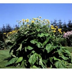 Stor Tusindstråle Telekia Speciosa 1 Liter Potte -Montoz Butik mi2555 telekia speciosa 94bf