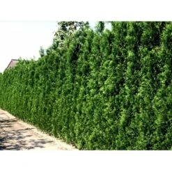 Hækthuja 'Brabant' Thuja Occidentalis 'Brabant' Potte 5,0 Liter,- 80-100 Cm. -Montoz Butik mi2582 thuja occidentalis brabrant 9c1f 3