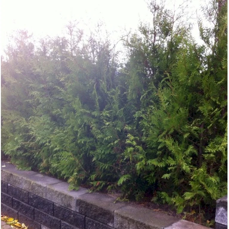 Hækthuja 'Brabant' Thuja Occidentalis 'Brabant' Med Klump,- 150-175 Cm. 9 Hækthuja 'Brabant' Thuja Occidentalis 'Brabant' Med Klump,- 150-175 Cm. - Billede 7