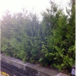 Hækthuja 'Brabant' Thuja Occidentalis 'Brabant' Potte 5,0 Liter,- 80-100 Cm. -Montoz Butik mi2582 thuja occidentalis brabrant f86d 3